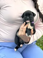 Purple female, a female Boxer for sale in Lily, KY – 1 of 8