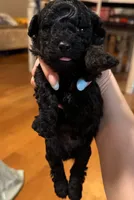 Black male poodle, a male Poodle - Miniature  for sale in Lily, KY – 4 of 6