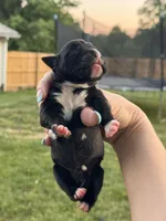 Black female, a female Boxer for sale in Lily, KY – 1 of 2