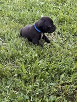 Blue male 4, a male Boxer for sale in Lily, KY – 5 of 10