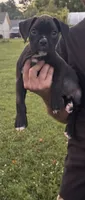 Red male , a male Boxer for sale in Lily, KY – 2 of 5