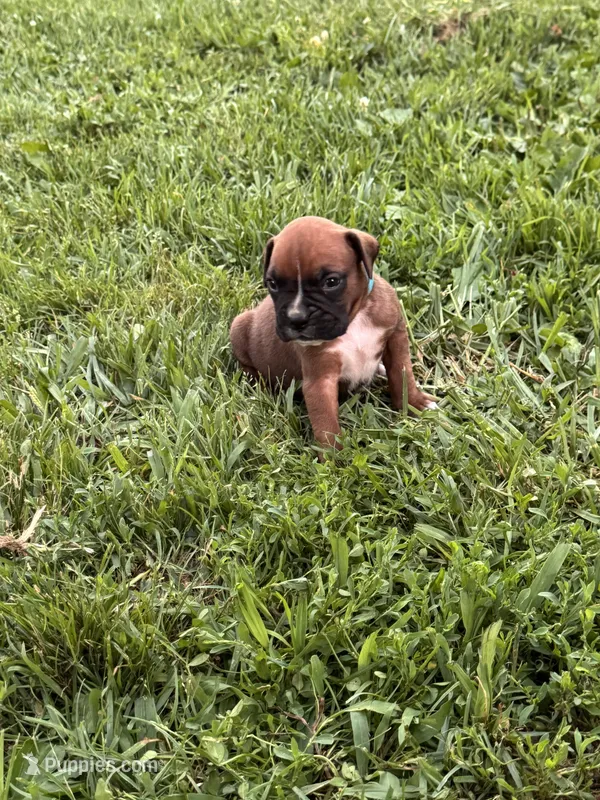 Fawn/mahogany light blue male  – Boxer puppy for sale in Lily, KY
