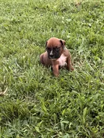 Fawn/mahogany light blue male , a male Boxer for sale in Lily, KY – 1 of 10
