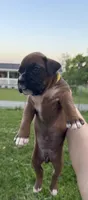 Fawn/mahogany yellow female , a female Boxer for sale in Lily, KY – 4 of 9