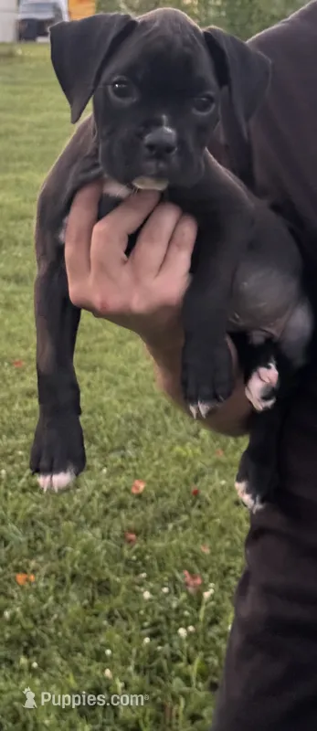 Red male  – Boxer puppy for sale in Lily, KY