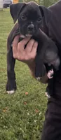 Red male , a male Boxer for sale in Lily, KY – 1 of 5