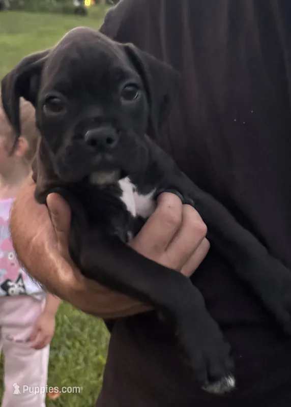 Blue male 4 – Boxer puppy for sale in Lily, KY