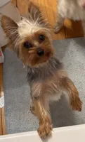 Sophie, a female Yorkshire Terrier for sale in Lily, KY – 3 of 4