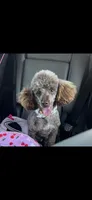 White female, a female Poodle - Miniature  for sale in Lily, KY – 6 of 6