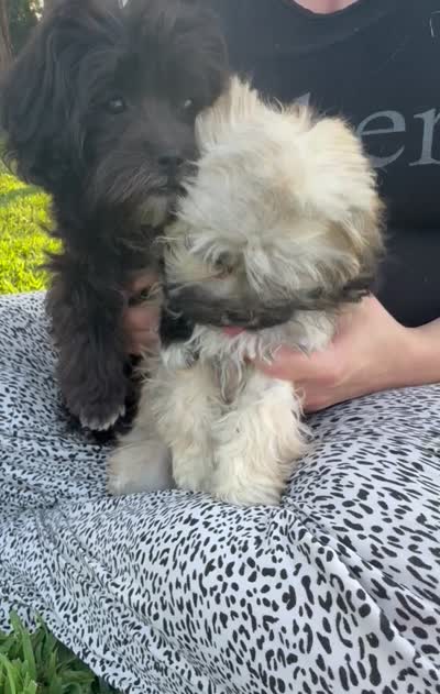 Black girl , a female Maltipoo for sale in Lily, KY – 4 of 7