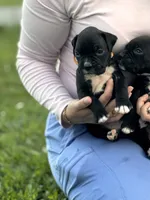 Orange male 2, a male Boxer for sale in Lily, KY – 2 of 10