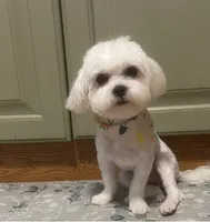 Black girl , a female Maltipoo for sale in Lily, KY – 6 of 7