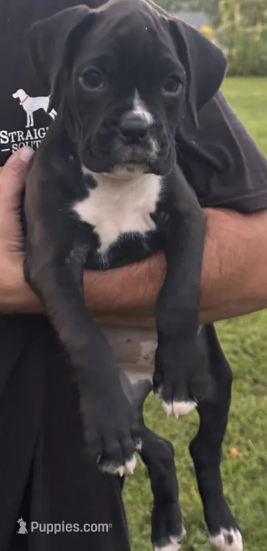Green male 3 – Boxer puppy for sale in Lily, KY