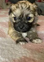 Female maltipoo, a female Maltipoo for sale in Lily, KY – 2 of 4