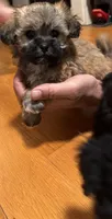 Female maltipoo, a female Maltipoo for sale in Lily, KY – 7 of 10