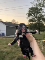 Black male 1, a male Boxer for sale in Lily, KY – 3 of 6