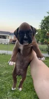 Fawn/mahogany yellow female , a female Boxer for sale in Lily, KY – 2 of 9