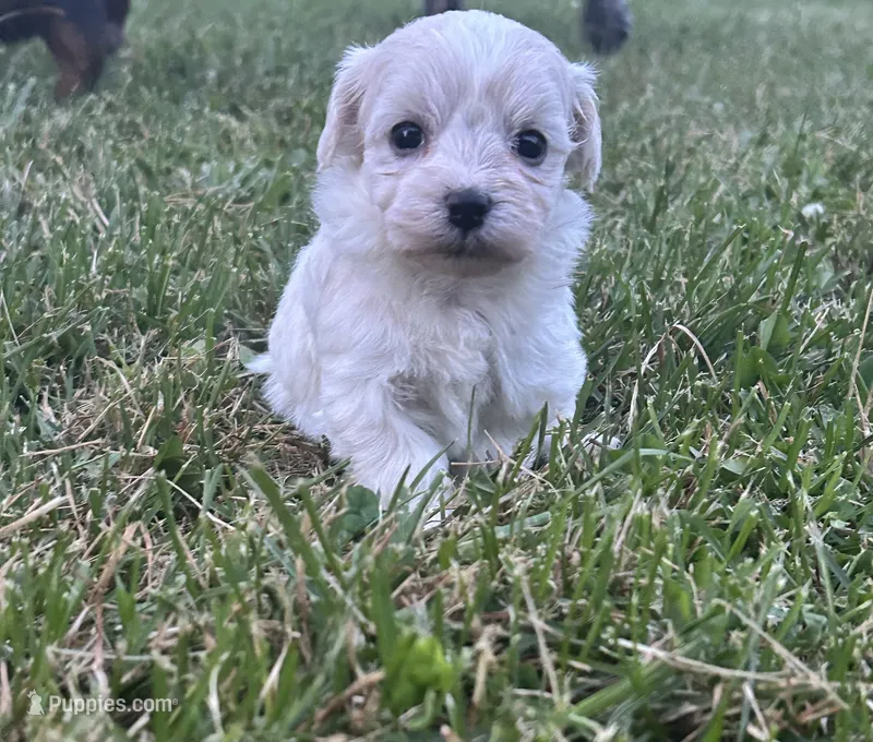 White/cream Girl – Maltipoo puppy for sale in Lily, KY