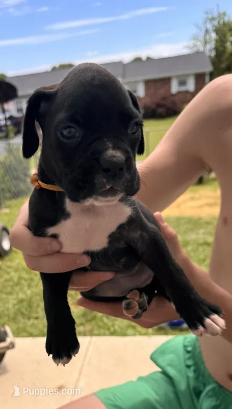 Orange male 2 – Boxer puppy for sale in Lily, KY