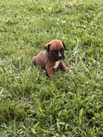 Fawn/mahogany light blue male , a male Boxer for sale in Lily, KY – 3 of 10