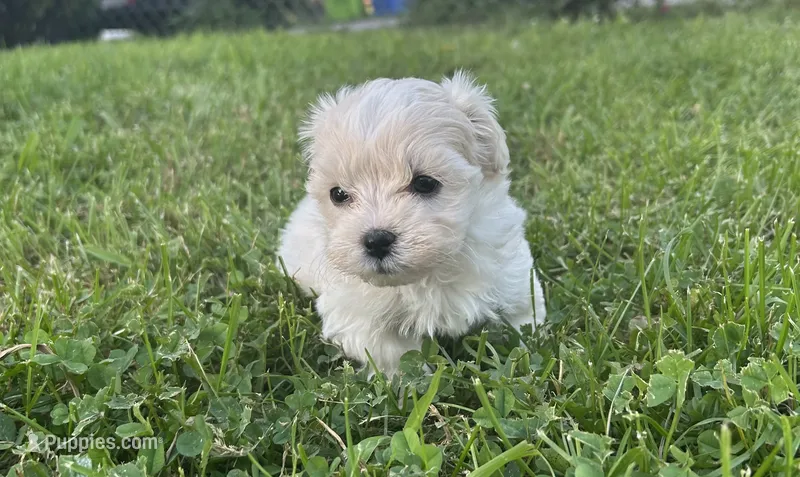 White/cream Girl – Maltipoo puppy for sale in Lily, KY