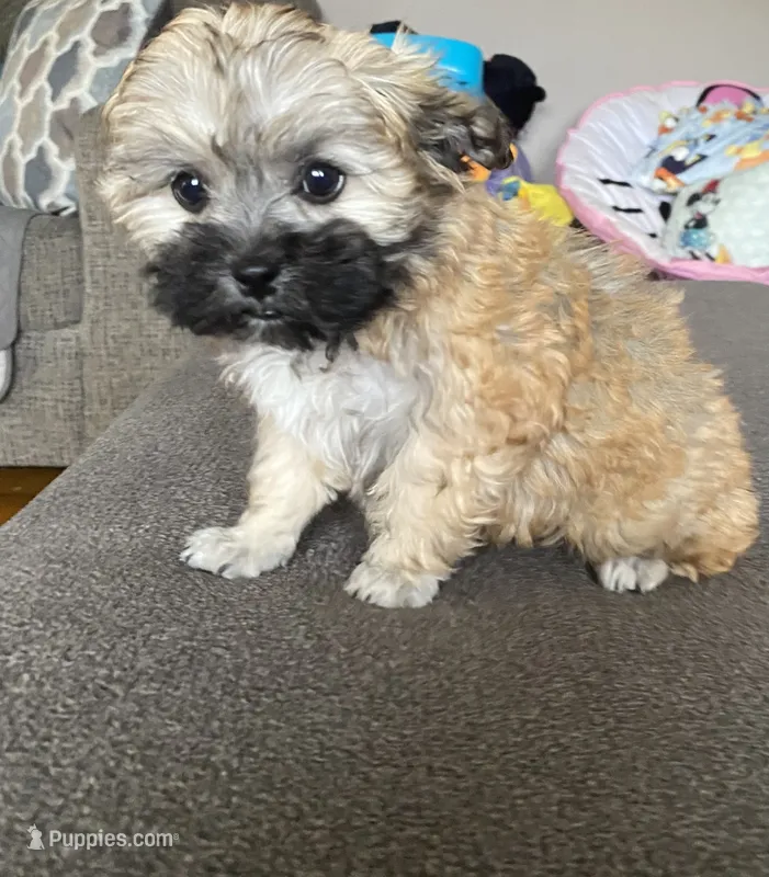 Female maltipoo – Maltipoo puppy for sale in Lily, KY