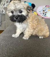 Female maltipoo, a female Maltipoo for sale in Lily, KY – 3 of 10