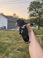 Black male 1, a male Boxer for sale in Lily, KY – 2 of 6