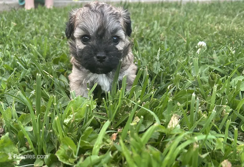 Female maltipoo – Maltipoo puppy for sale in Lily, KY