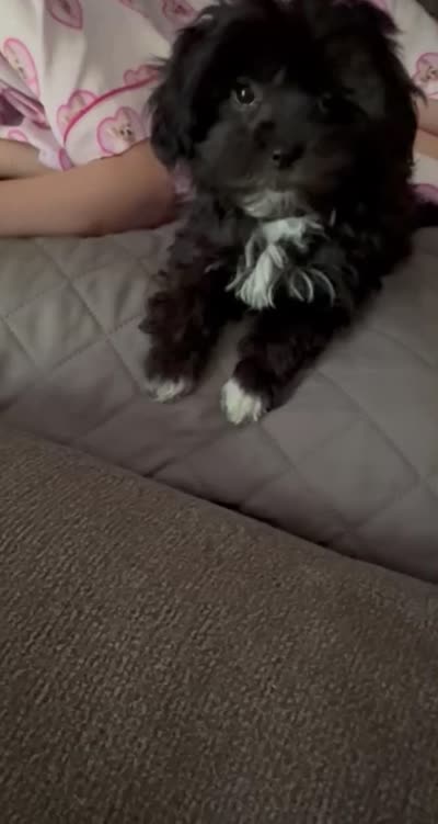Black girl , a female Maltipoo for sale in Lily, KY – 7 of 7
