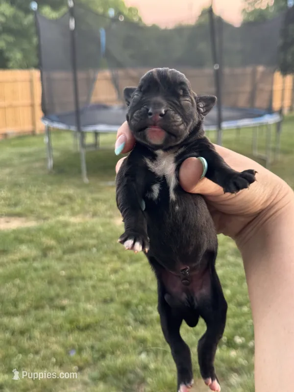 Black male 4 – Boxer puppy for sale in Lily, KY