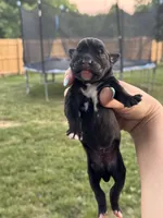 Black male 4, a male Boxer for sale in Lily, KY – 1 of 5