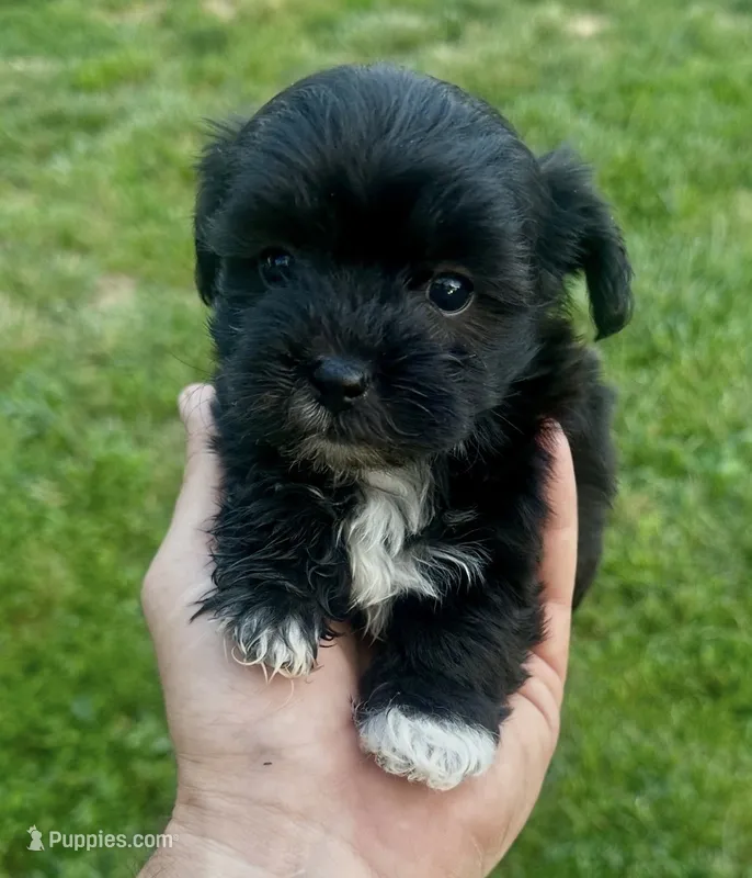 Black girl  – Maltipoo puppy for sale in Lily, KY