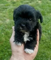 Black girl , a female Maltipoo for sale in Lily, KY – 9 of 9