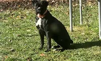 Fawn/mahogany female , a female Boxer for sale in Lily, KY – 3 of 5