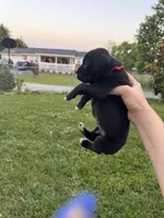 Red male 1, a male Boxer for sale in Lily, KY – 4 of 10