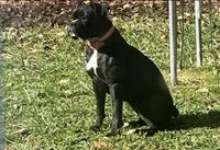 Black male 2, a male Boxer for sale in Lily, KY – 4 of 5