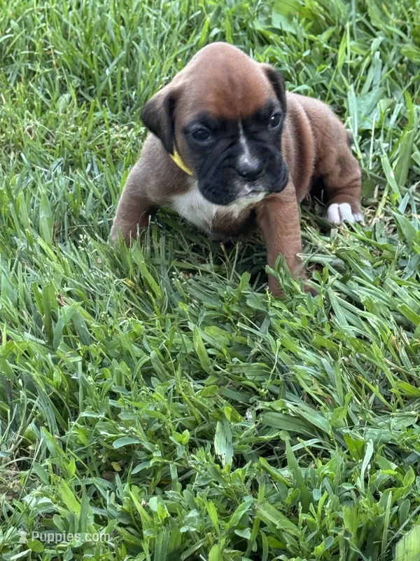 Fawn/mahogany yellow female  – Boxer puppy for sale in Lily, KY