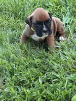 Fawn/mahogany yellow female , a female Boxer for sale in Lily, KY – 1 of 9