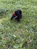 Red male 1, a male Boxer for sale in Lily, KY – 3 of 10
