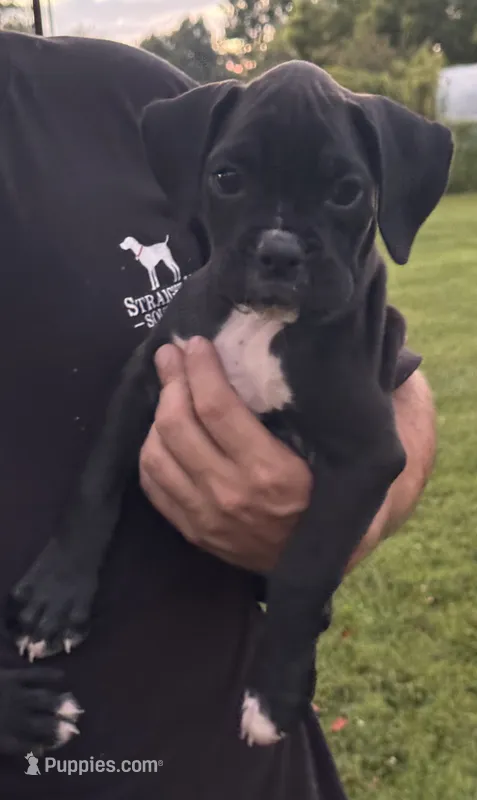Orange male 2 – Boxer puppy for sale in Lily, KY