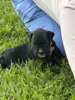 Orange male 2, a male Boxer for sale in Lily, KY – 3 of 10