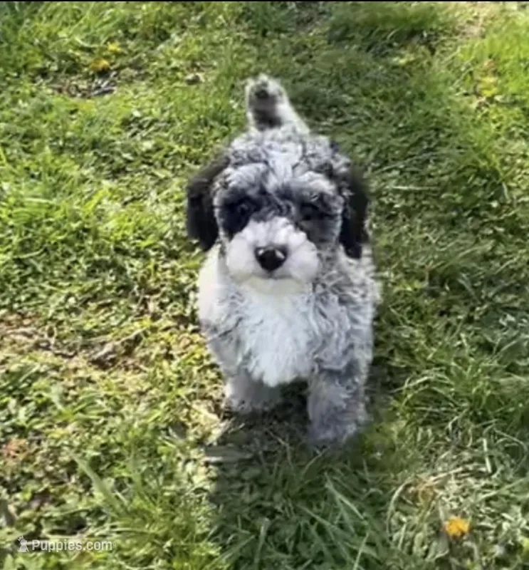 Tracker – Poodle - Miniature  puppy for sale in Lily, KY