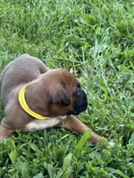 Fawn/mahogany yellow female , a female Boxer for sale in Lily, KY – 3 of 9