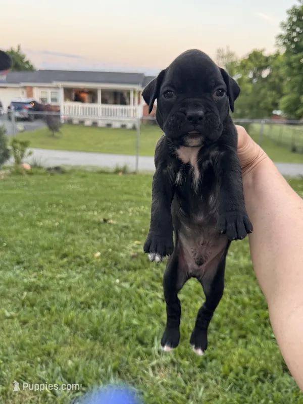 Blue male 4 – Boxer puppy for sale in Lily, KY