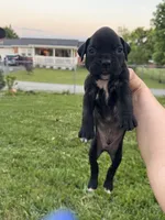 Blue male 4, a male Boxer for sale in Lily, KY – 1 of 10