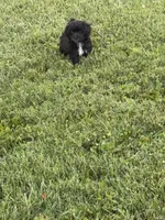 Black girl , a female Maltipoo for sale in Lily, KY – 2 of 9