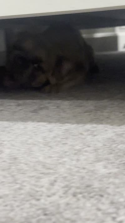 Facility video