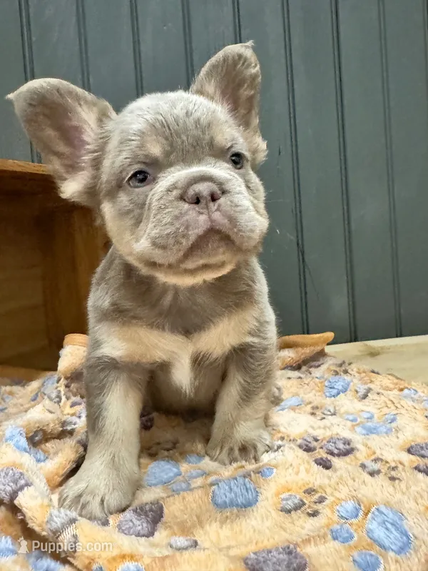 Bentley (lilac/tan) – French Bulldog puppy for sale in Bowling Green, KY