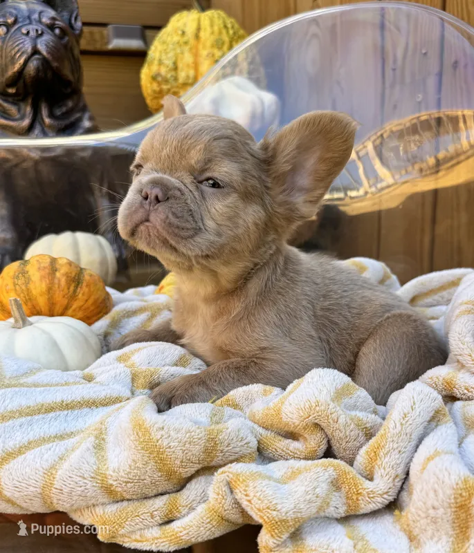 Butterscotch – French Bulldog puppy for sale in Bowling Green, KY